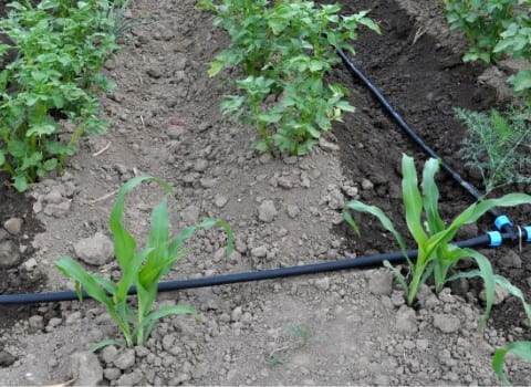 تصویر 4 از خرید و قیمت نوار تیپ گلخانه ای + فروش صادراتی
